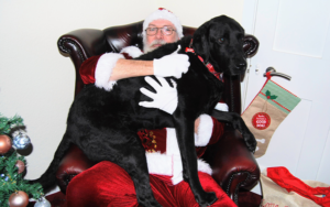 Santa holding a black Labrador in his lap.