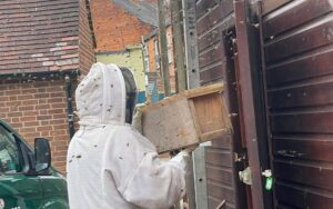 Man removing swarm of honeybees from branch.